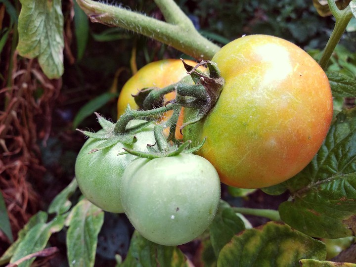 tomato