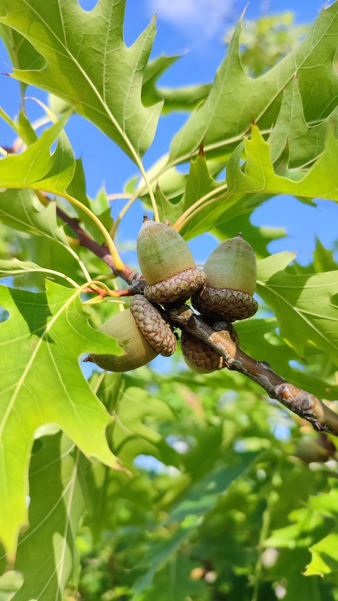 acorn