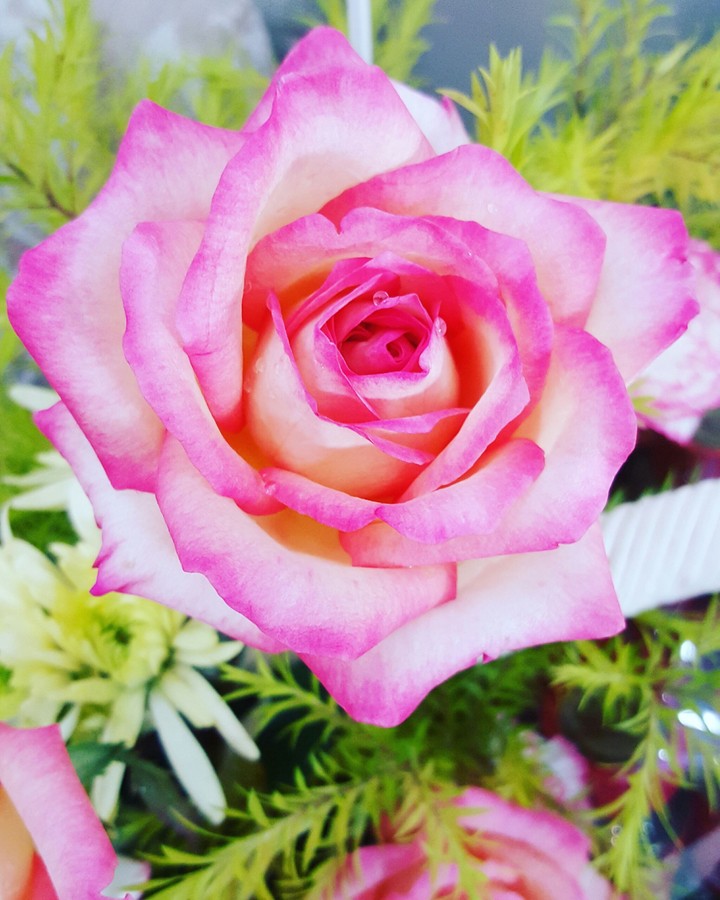 My rose