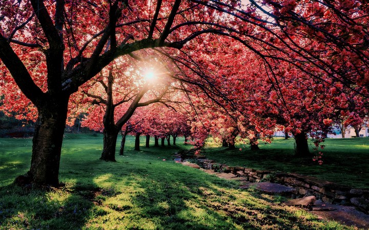 natural wallpaper