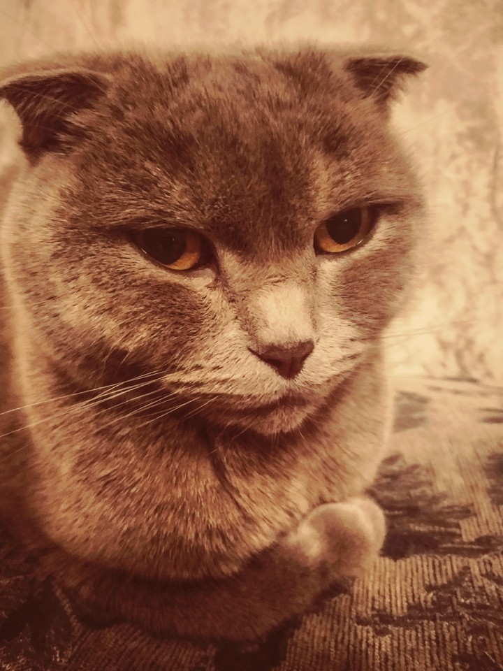 Котик