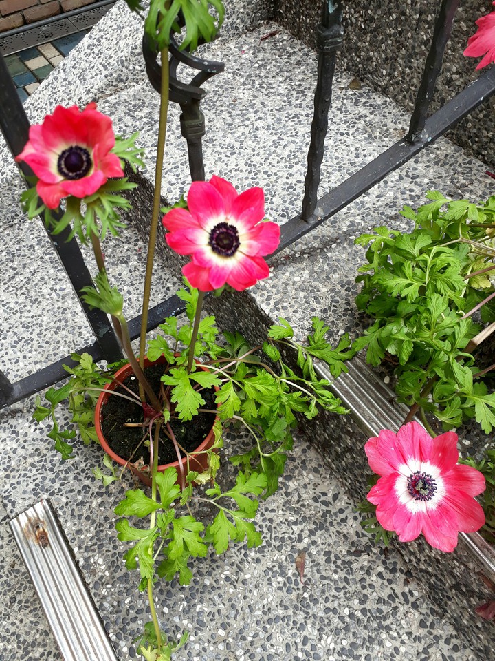 chrysanthemum 菊