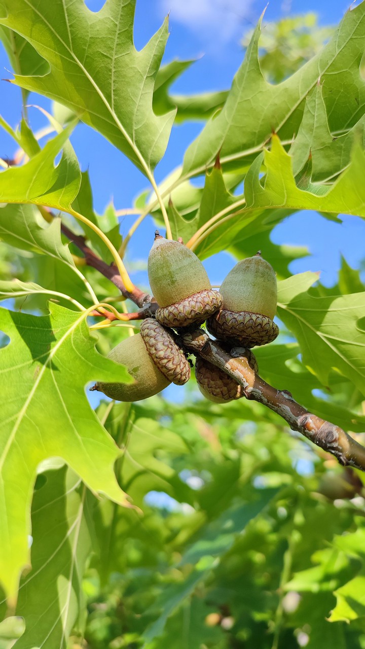 acorn