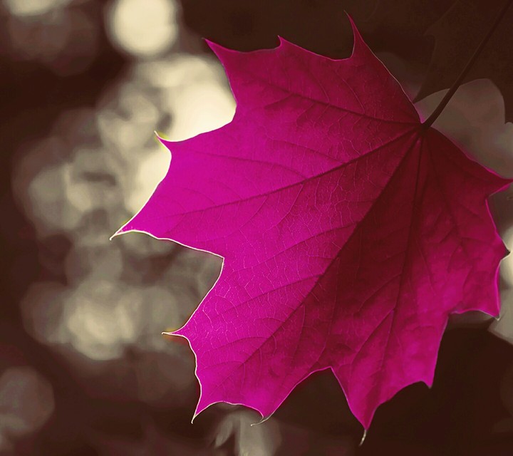 maple