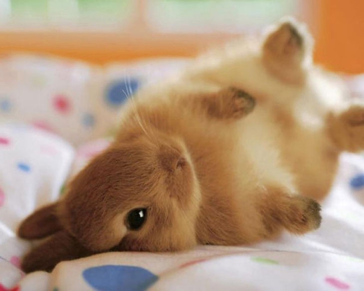 cute rabbit