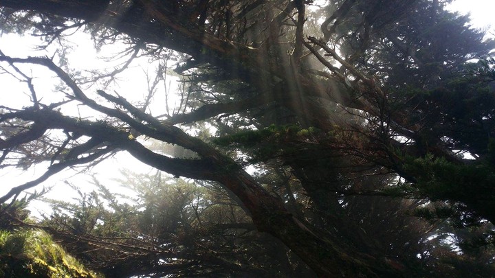 branches