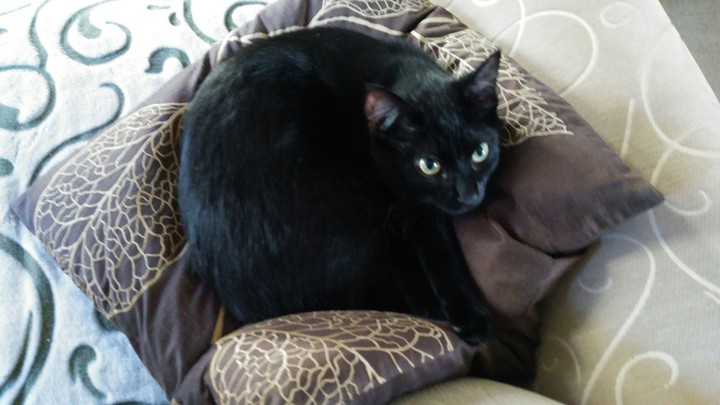 Black Kitten