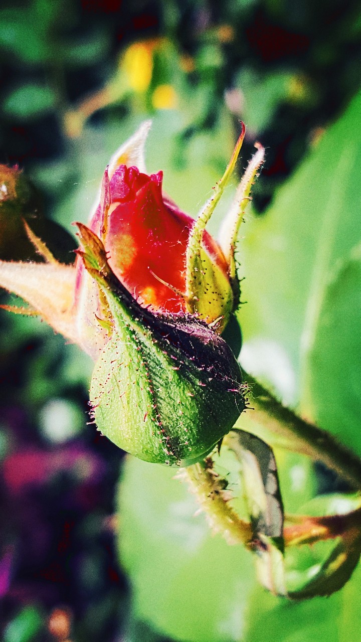 Rose baby