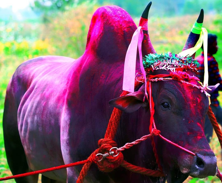#Jallikattu காளை