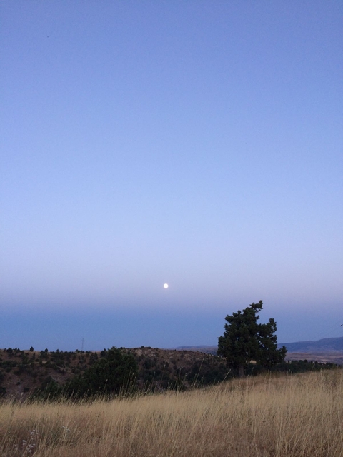 the Moon and the Tree