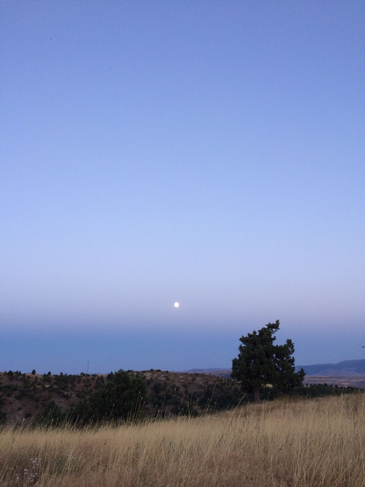 the Moon and the Tree