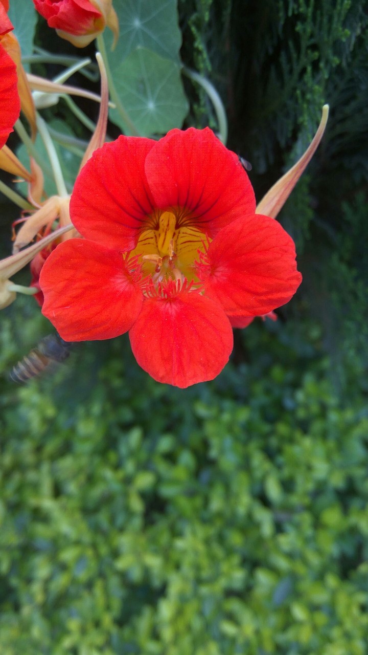 Red flower