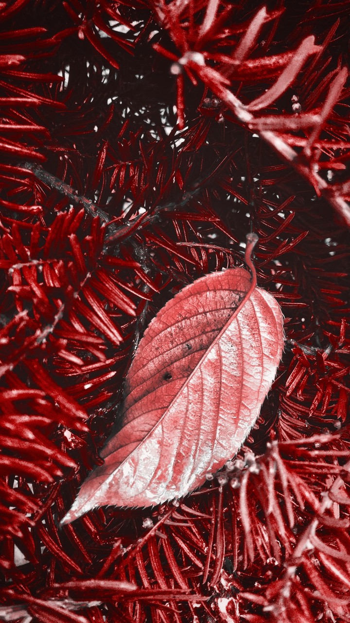 redneedles