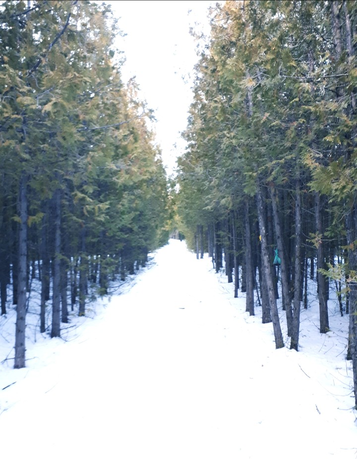winter trees