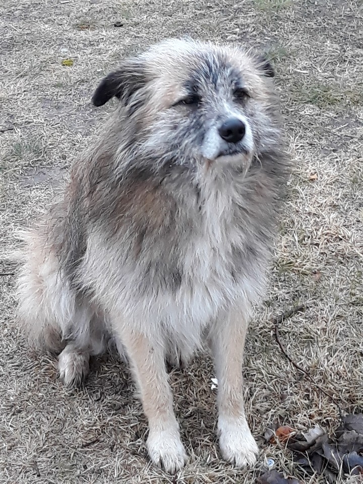 Stray Bob
