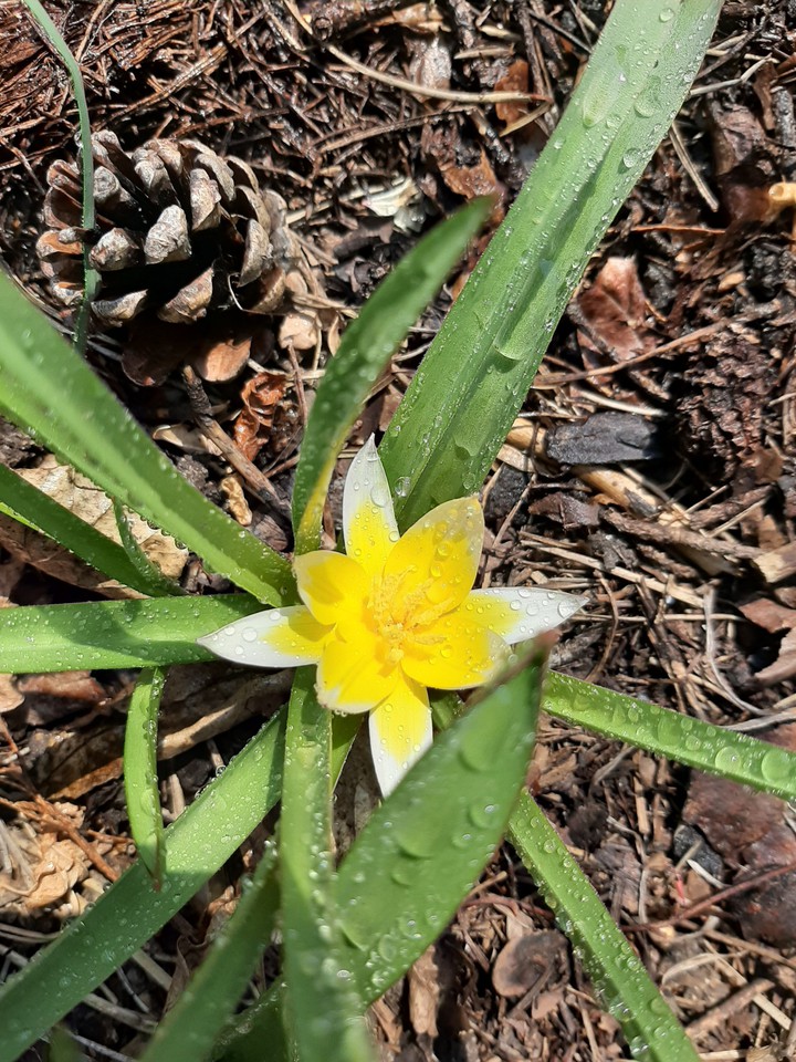 Star