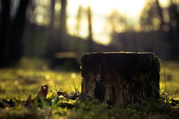 The root
