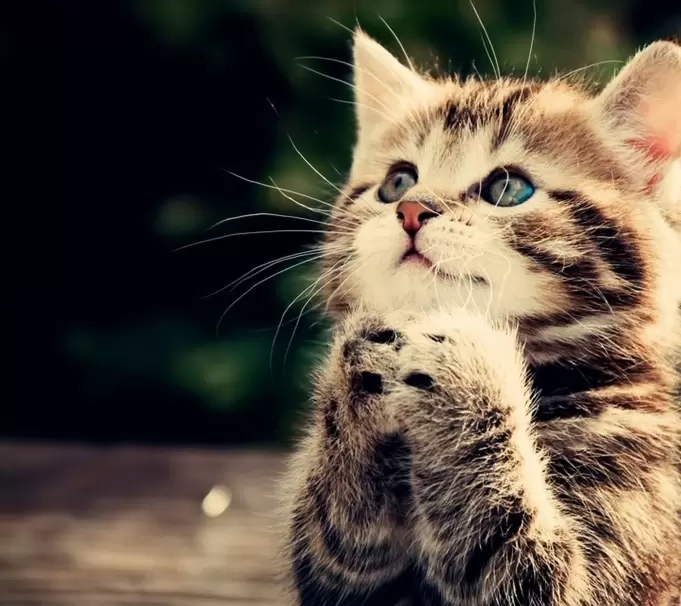 cute