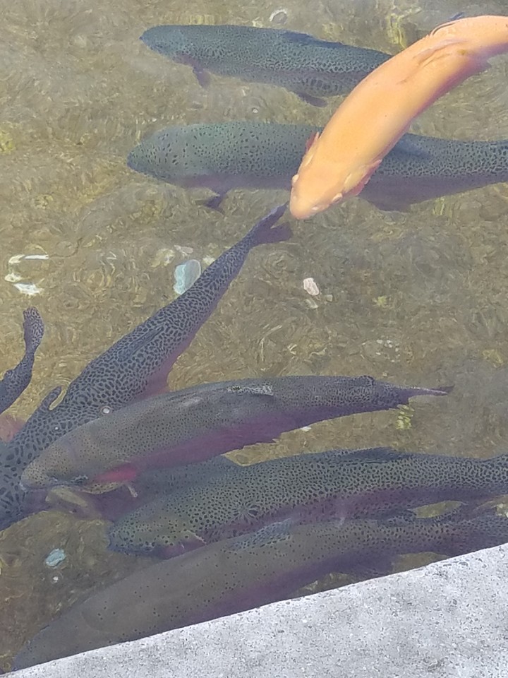 Trout