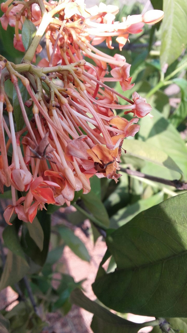 Flora