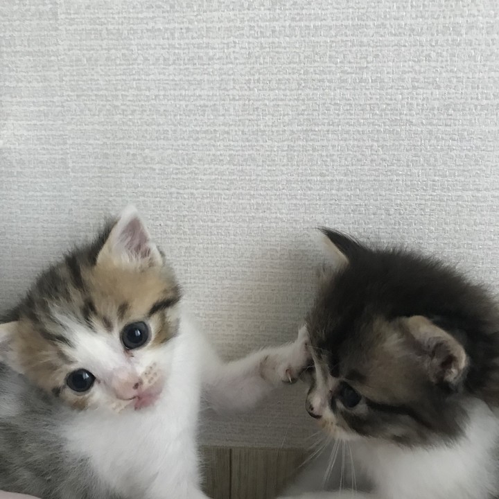 애기고양이