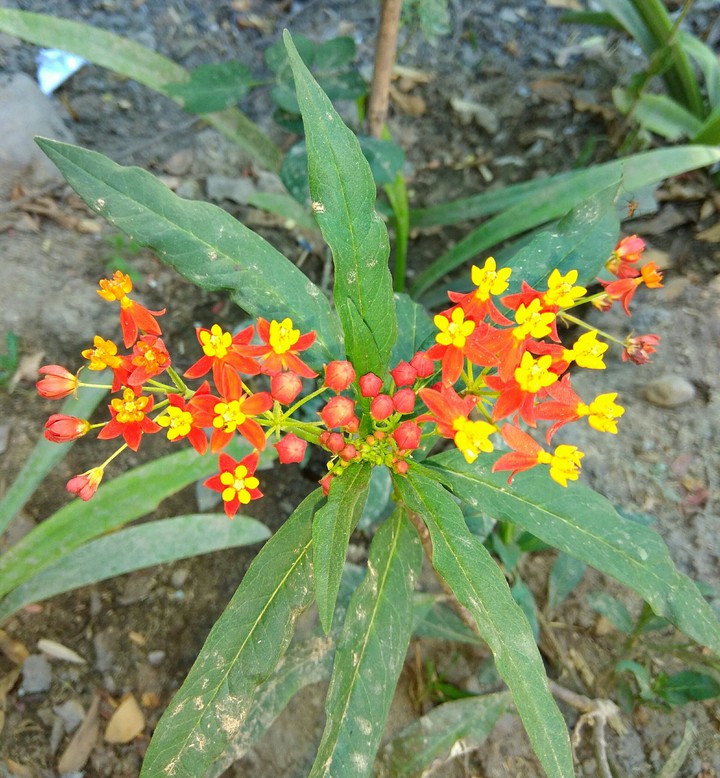 morning beauty