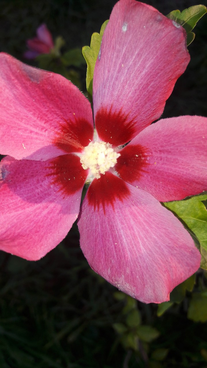 Hibiskus