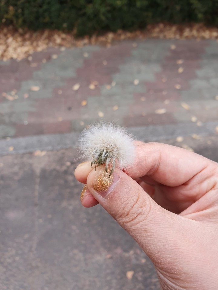 꽃