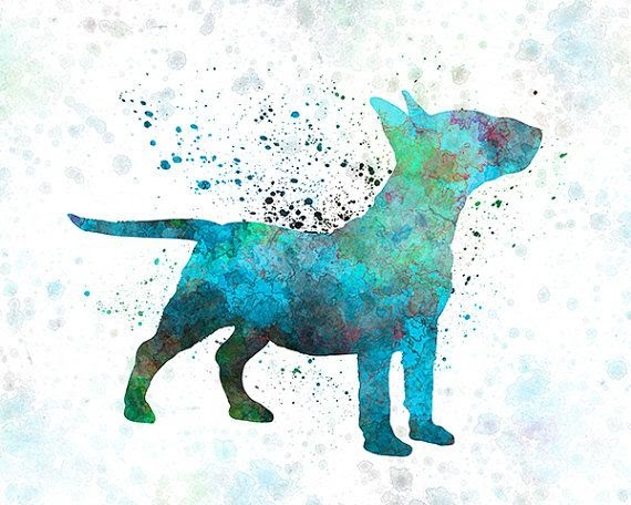 bullterrier