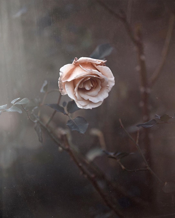 rose