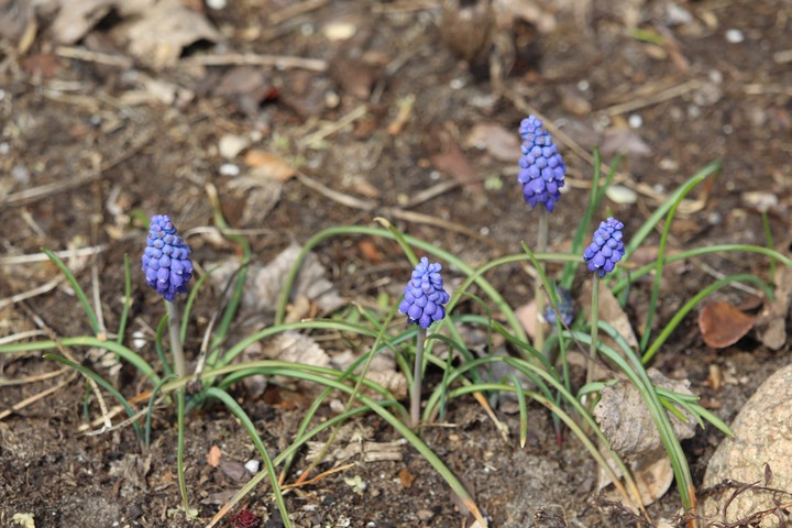spring flowers