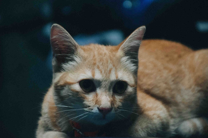 cat
