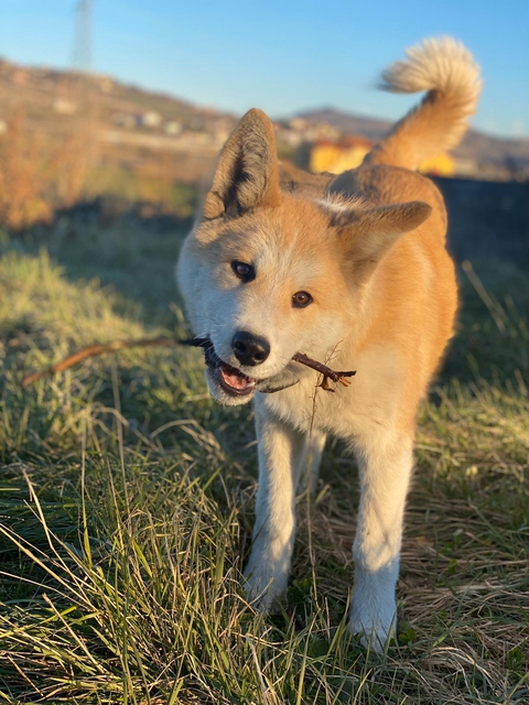 Dogy
