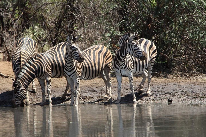 Zebras