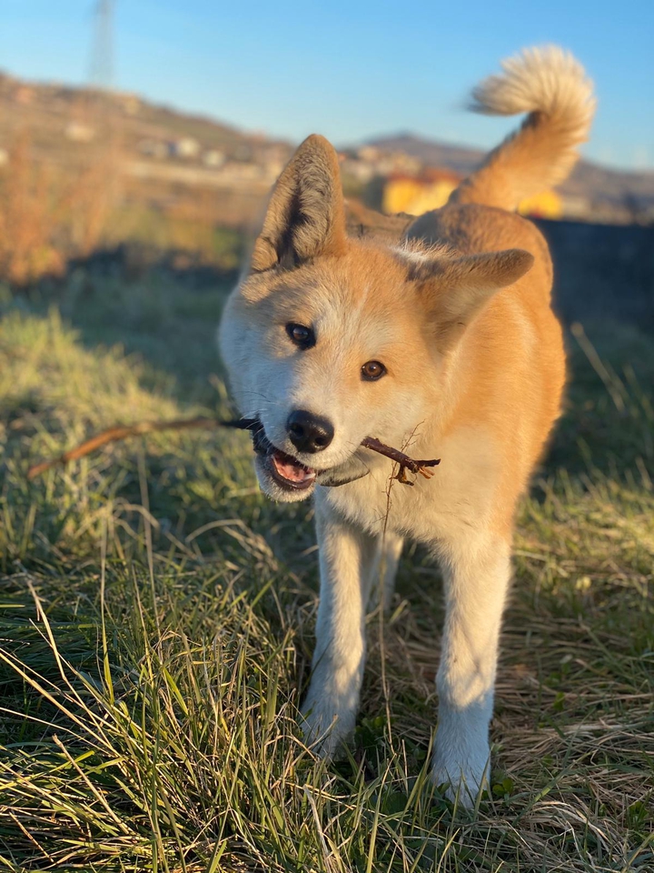 Dogy