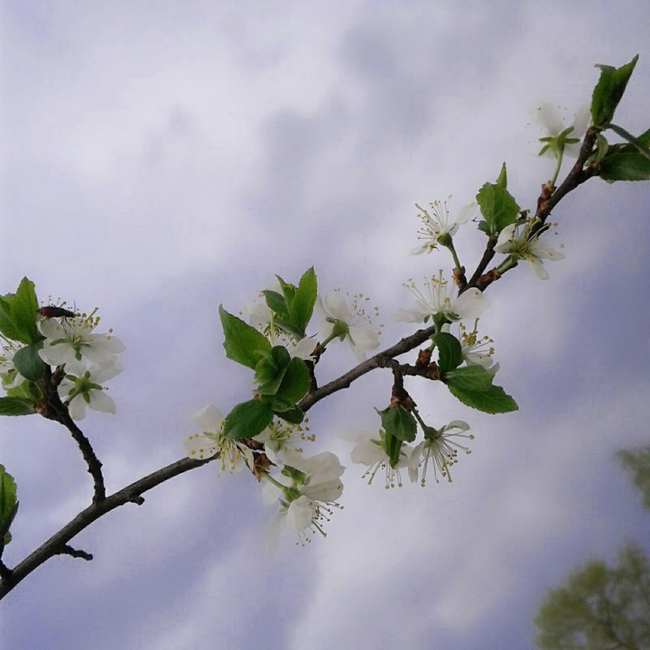 White flower