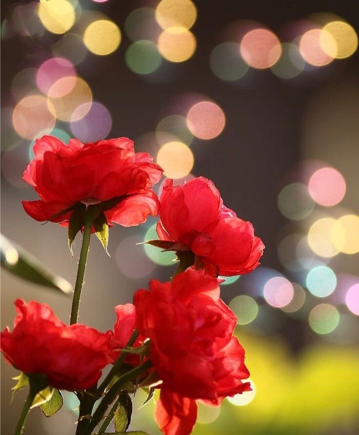 red flowers...