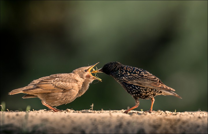 .
