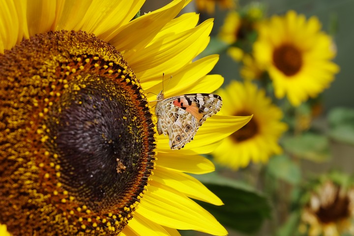sunny day