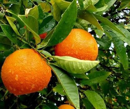 Oranges in the garden