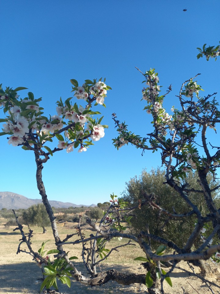 spring is coming