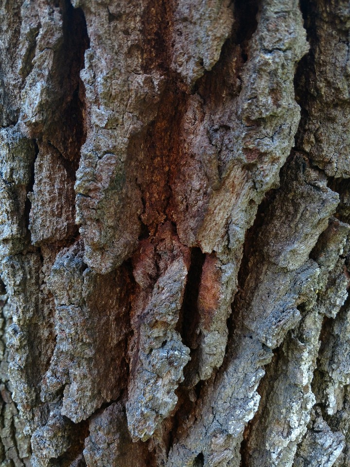 Old Tree 2