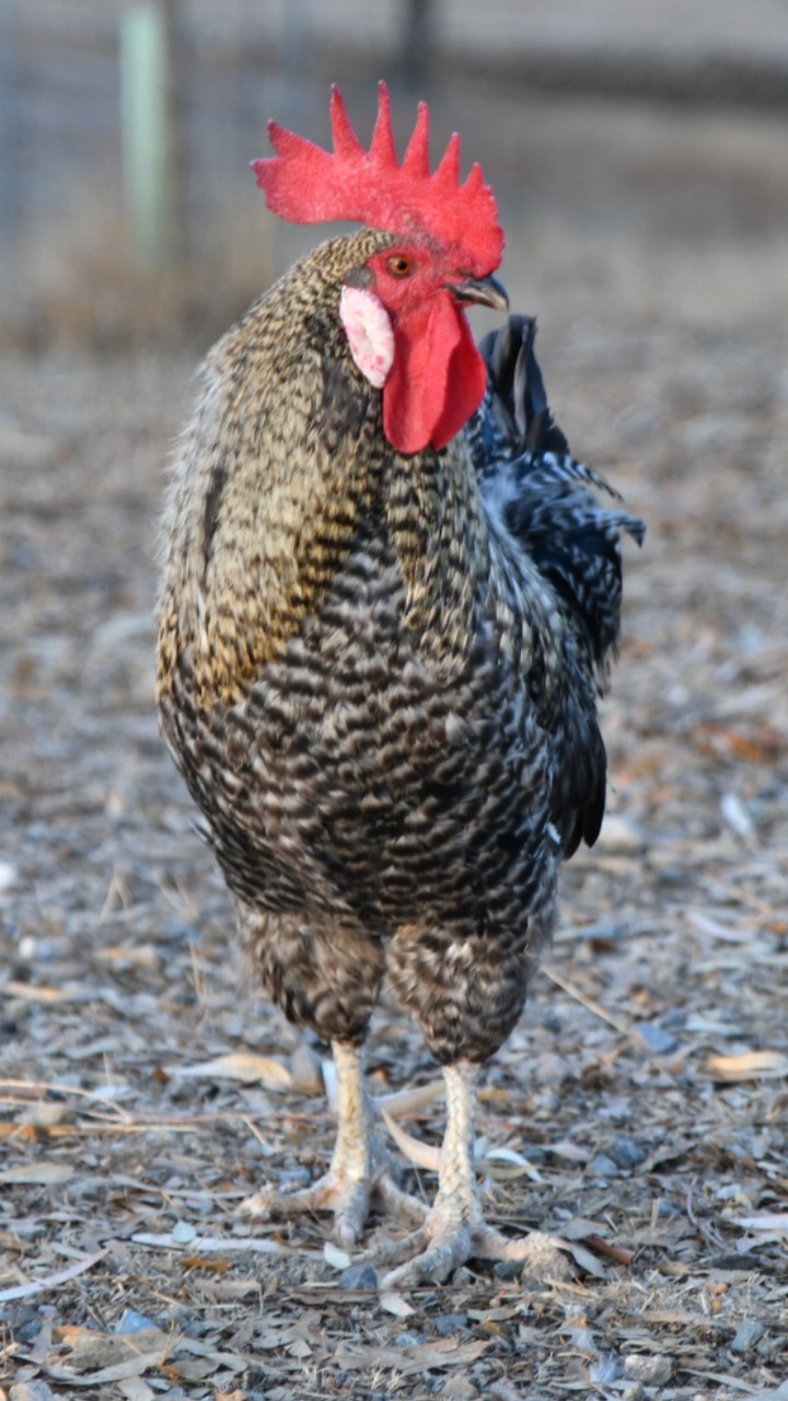 gallo