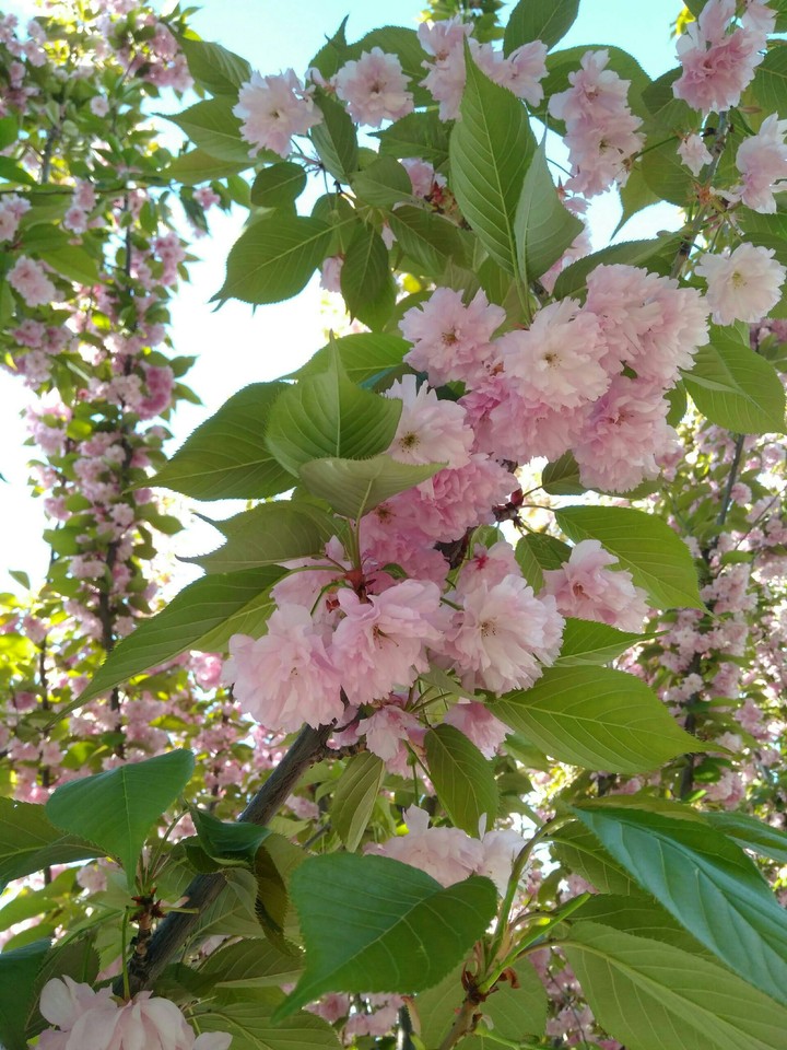 сакура