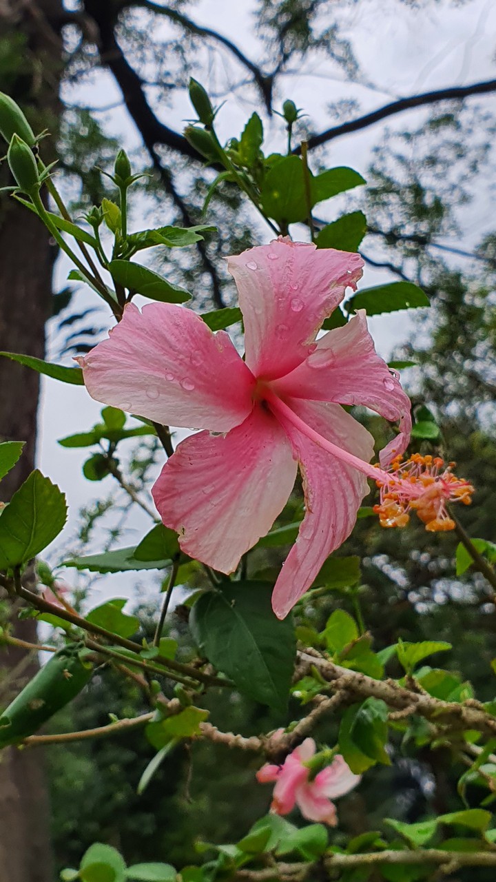 Hibiscus