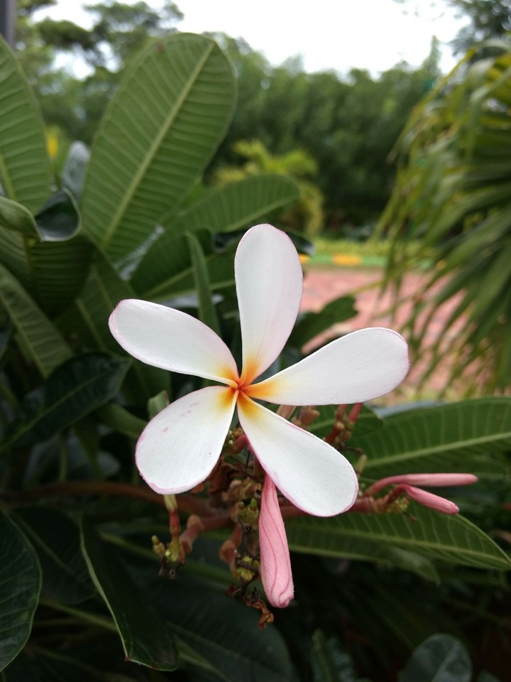 A Flower in the garden