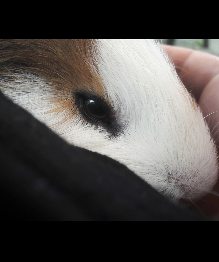 Guinea Pig