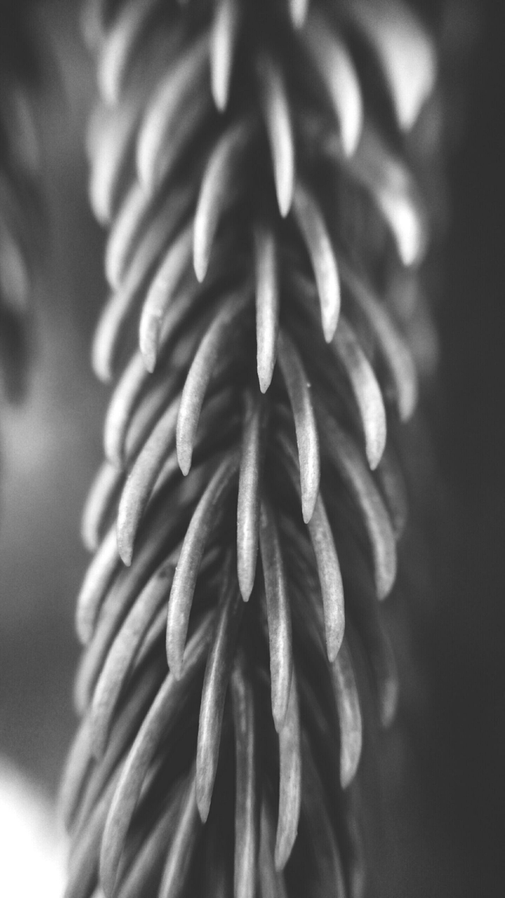 Christmas leaves