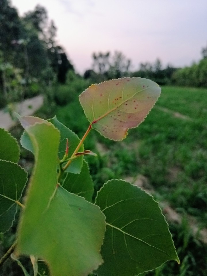 leaf