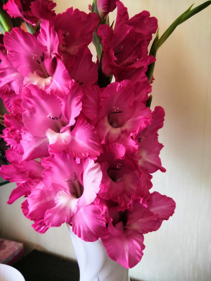 Flowers